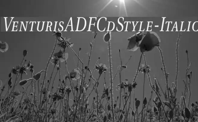 VenturisADFCdStyle-Italic Schriftart examples