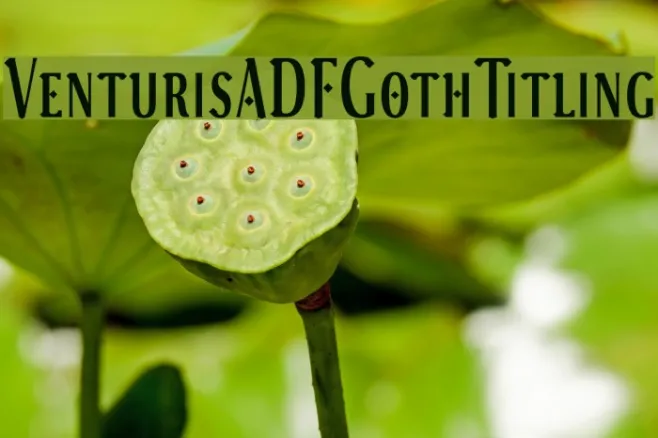 VenturisADFGothTitling Example 3