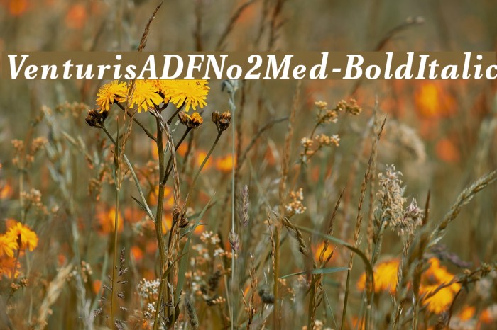 VenturisADFNo2Med-BoldItalic Polices examples