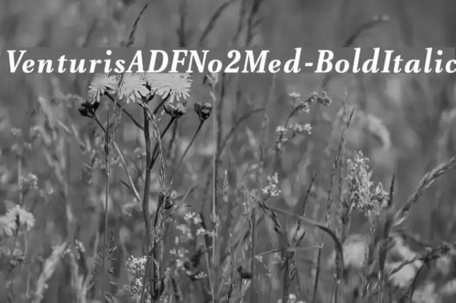 VenturisADFNo2Med-BoldItalic Polices examples