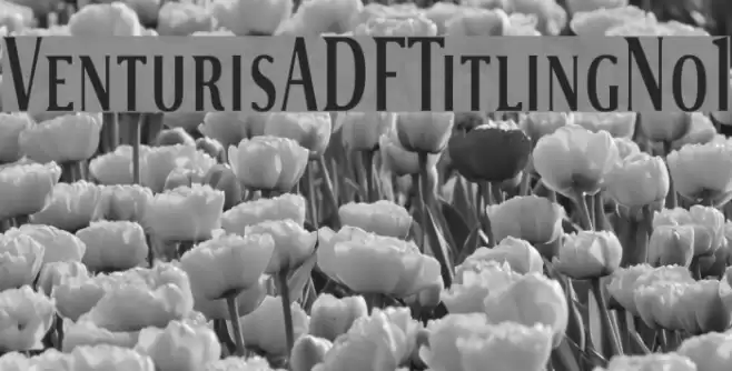VenturisADFTitlingNo1 Font examples