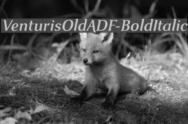 VenturisOldADF-BoldItalic Font examples