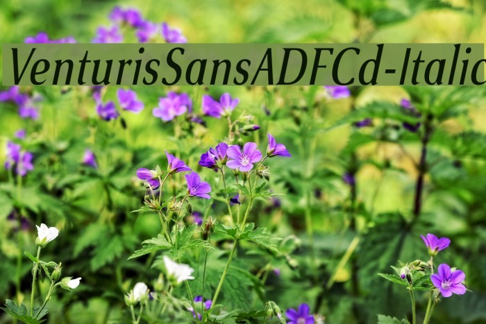 VenturisSansADFCd-Italic Font examples