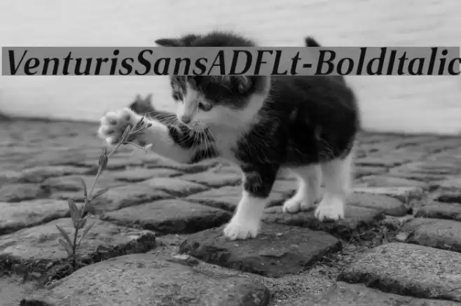 VenturisSansADFLt-BoldItalic Font examples