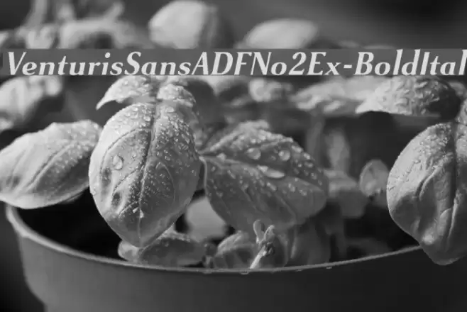 VenturisSansADFNo2Ex-BoldItal Font examples