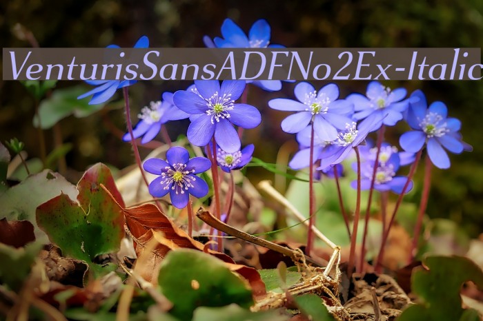 VenturisSansADFNo2Ex-Italic Font examples