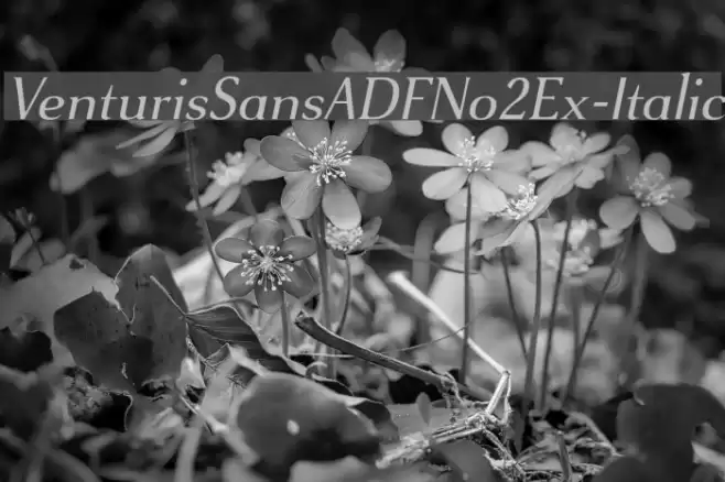 VenturisSansADFNo2Ex-Italic Fuentes examples