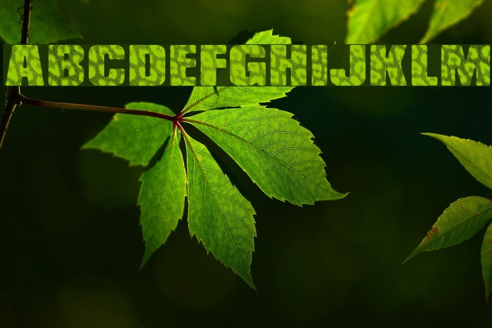 Venus Furs Font examples
