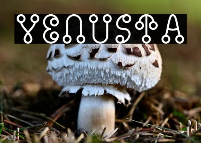 Venusta Example 1