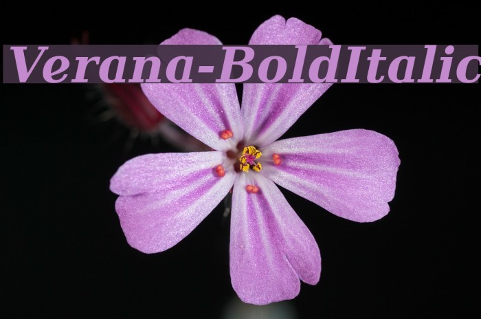 Verana-BoldItalic Font examples