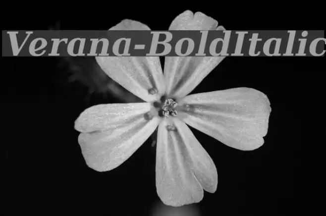Verana-BoldItalic Polices examples