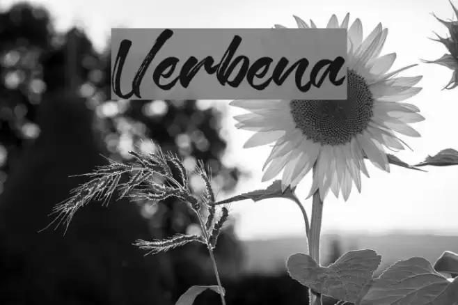Verbena Font examples