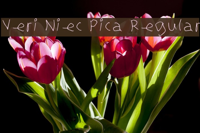 Veri Niec Pica Regular Example 3