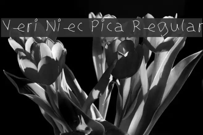 Veri Niec Pica Regular Font examples