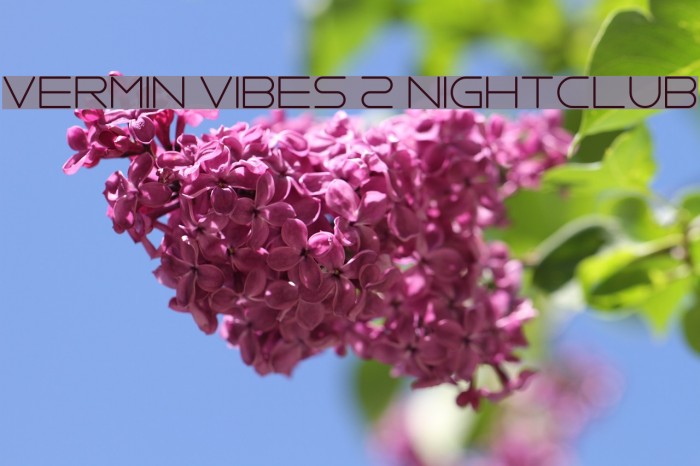 Vermin Vibes 2 Nightclub Font examples