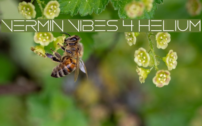 Vermin Vibes 4 Helium Font examples