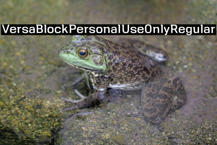 VersaBlock-Personal-Use-Only-Regular Example 2