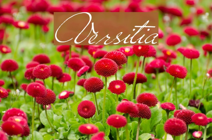 Versitia Font examples