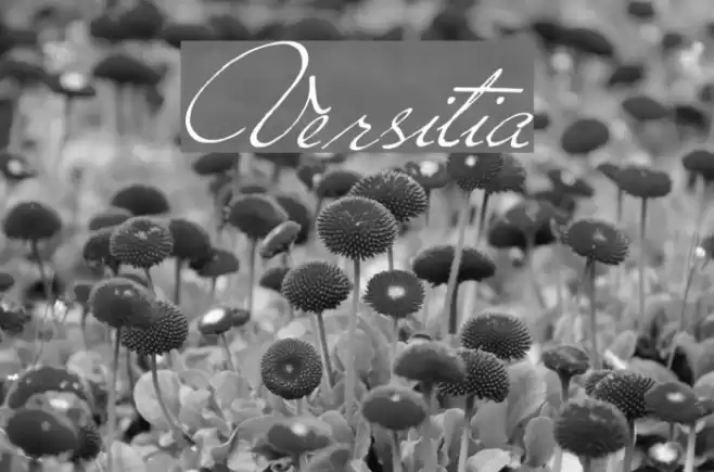 Versitia Font examples