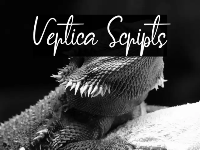 Vertica Scripts Font examples