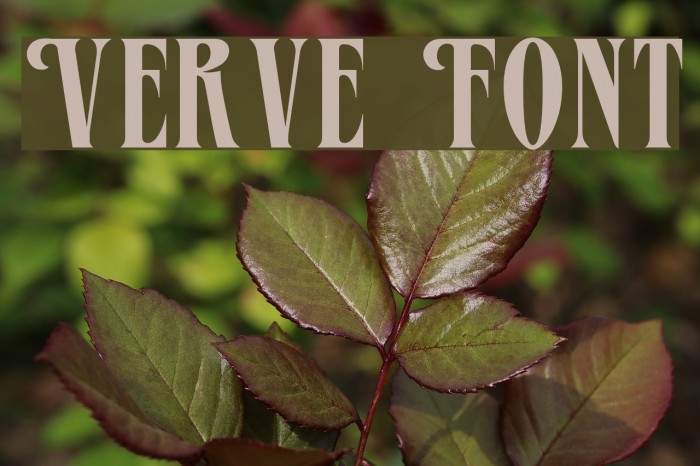 Verve Font examples