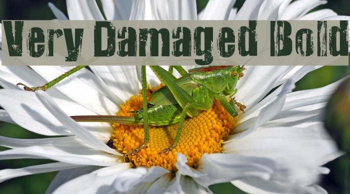 Very Damaged Bold Example 3