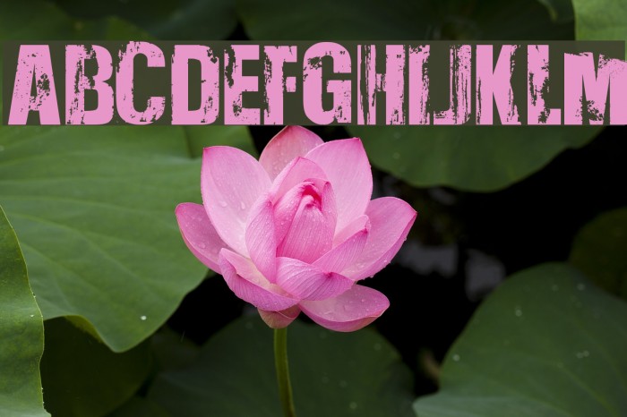 Very Damaged Example 2