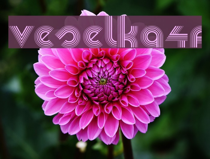 Veselka4F Fonte examples