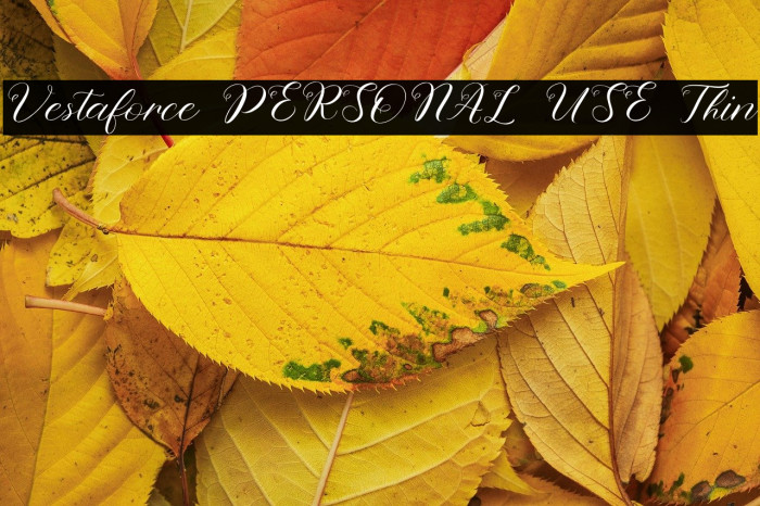 Vestaforce PERSONAL USE Thin Example 1