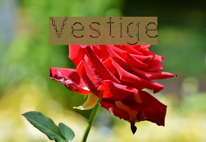 Vestige Font examples