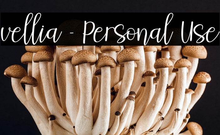 vellia - Personal Use Example 1