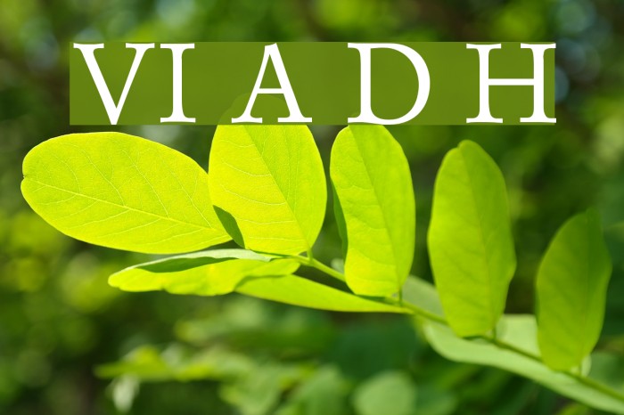 VI Anh Dao Hoa Font examples