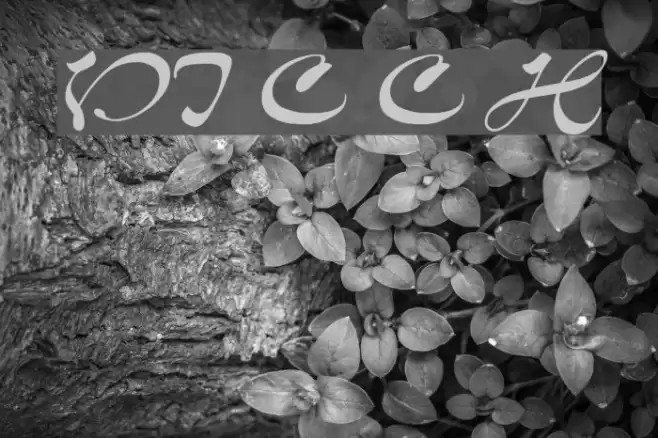 VI Cam Chuong Hoa Font examples