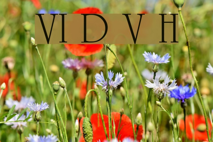 VI Duong Vi Hoa Font examples