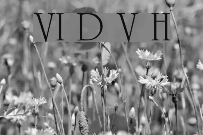 VI Duong Vi Hoa Font examples