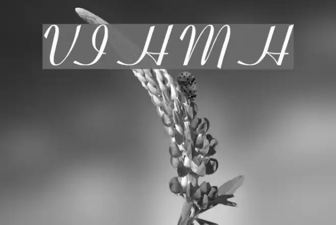 VI Hoang Mai Hoa Font examples