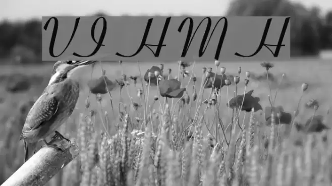 VI Hoang Mai Hoa Font examples