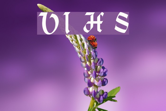 VI Hoàng Sa Example 2