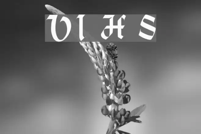 VI Hoàng Sa Font examples