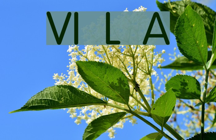 VI Lam Anh Font examples