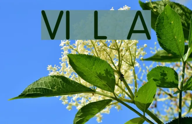 VI Lam Anh Example 1