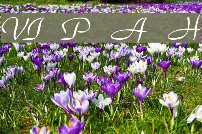 VI Phuong Anh Hoa Font examples