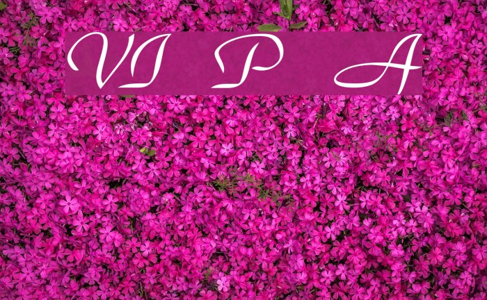 VI Phuong Anh फ़ॉन्ट examples