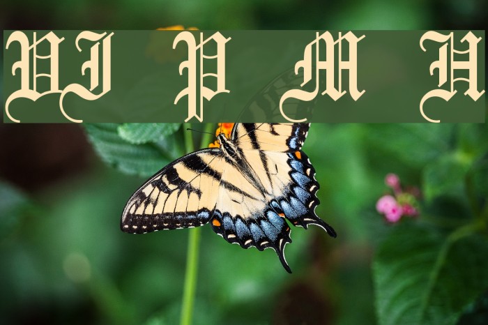 VI Phuong Mai Hoa फ़ॉन्ट examples