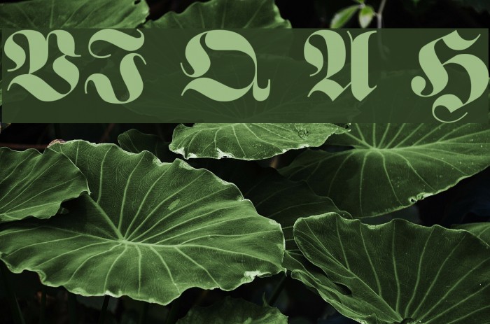 VI Que Anh Hoa Font examples