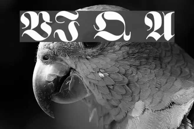 VI Que Anh Font examples