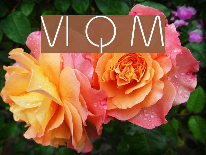 VI Quynh Mai Example 3