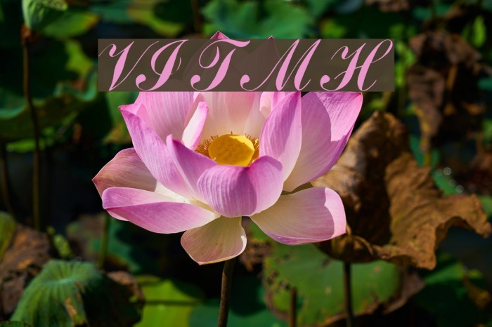 VI Thanh Mai Hoa Font examples