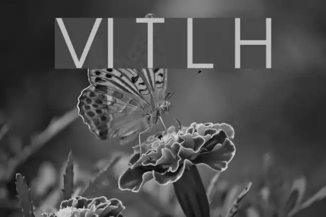 VI Thien Ly Hoa Font examples