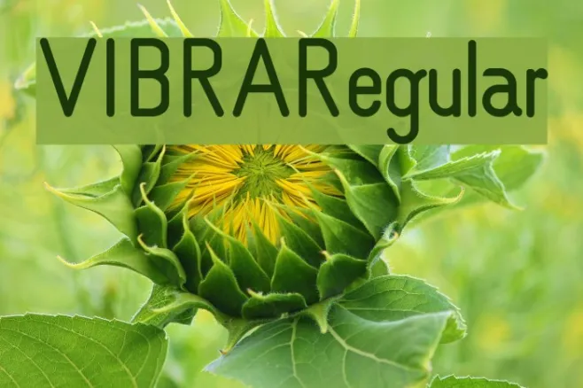 VIBRA Regular Example 1